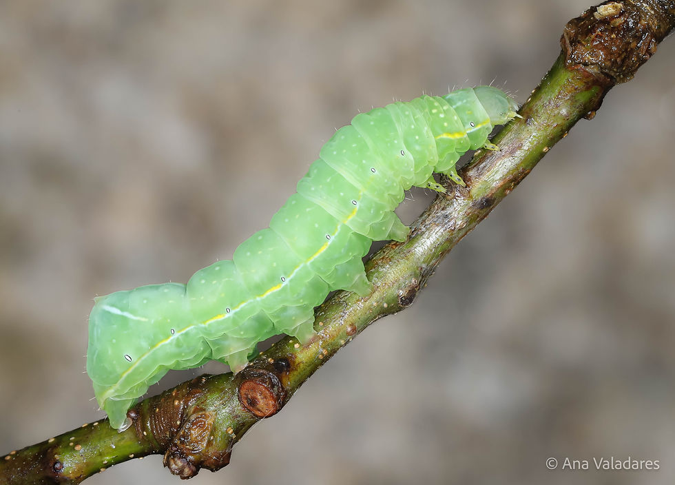 Amphipyra pyramidea