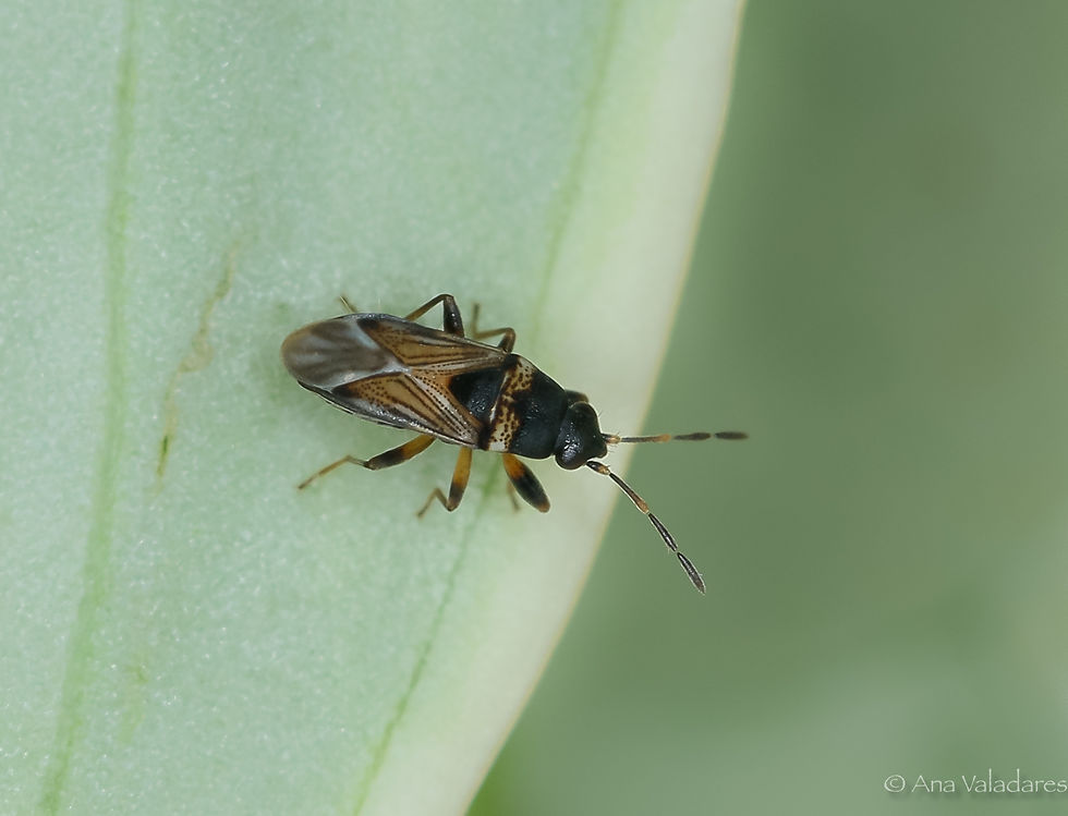Ischnocoris angustulus