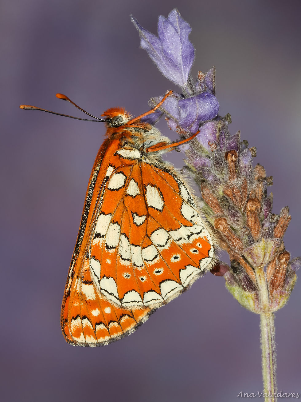 Euphydryas aurinia