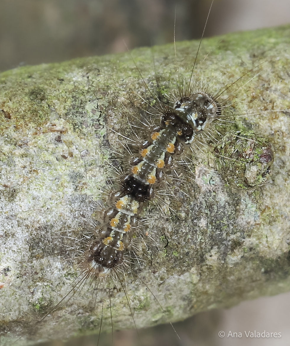 Eilema sororcula