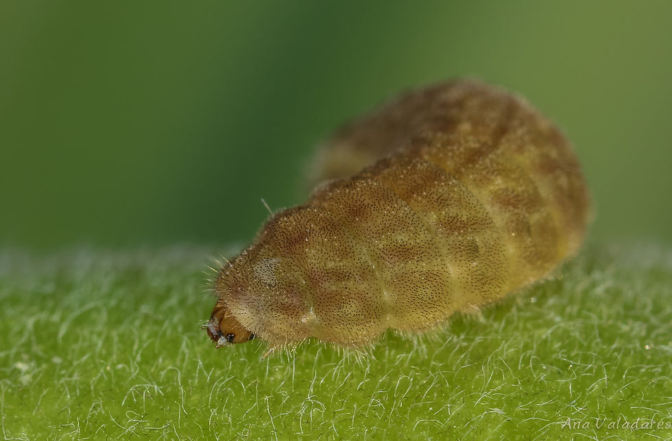 Lampides boeticus (larva)