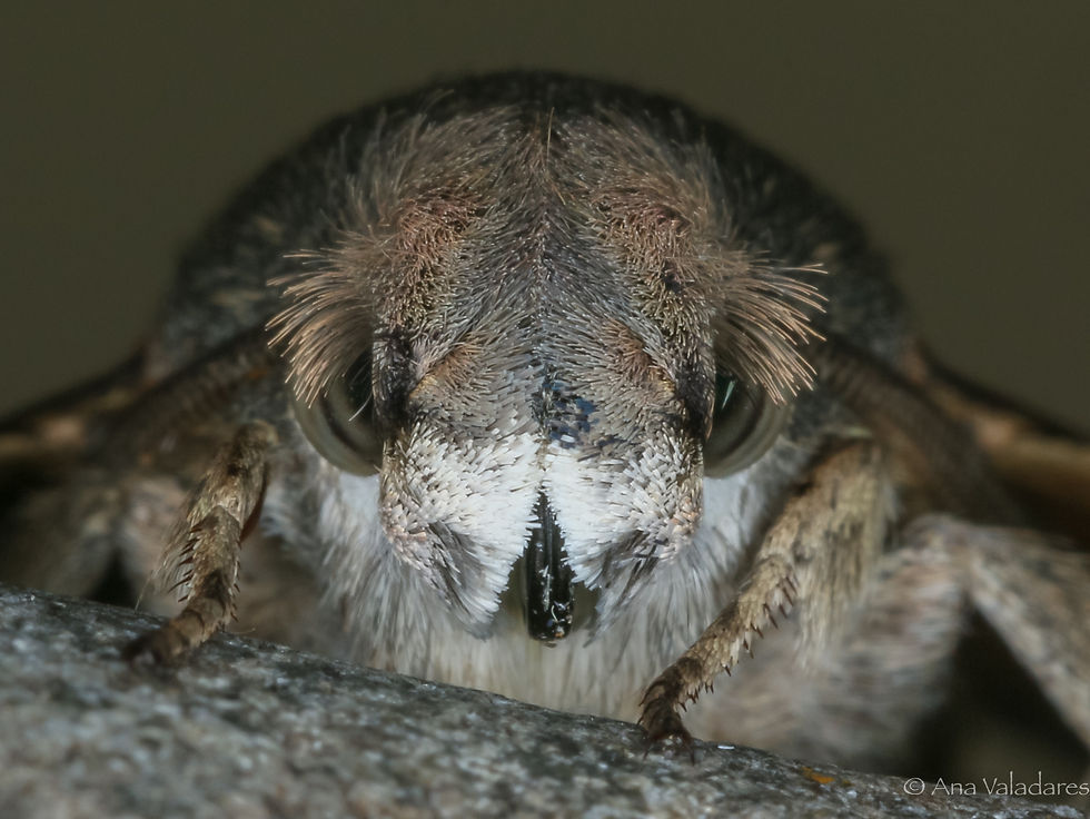 Macroglossum stellatarum