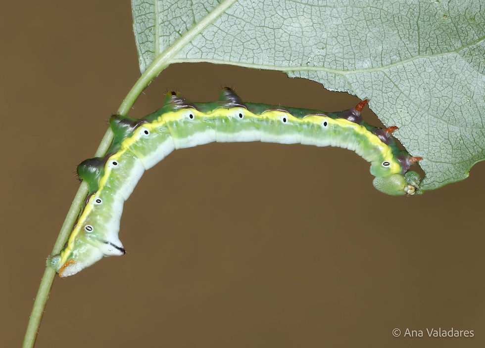 Pheosia tremula