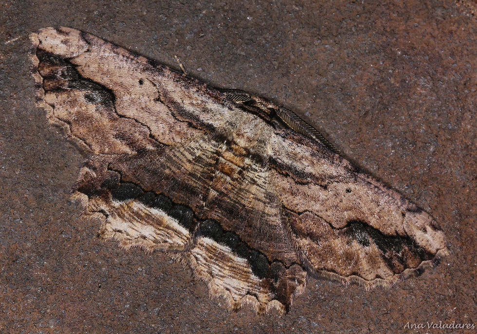 Menophra abruptaria