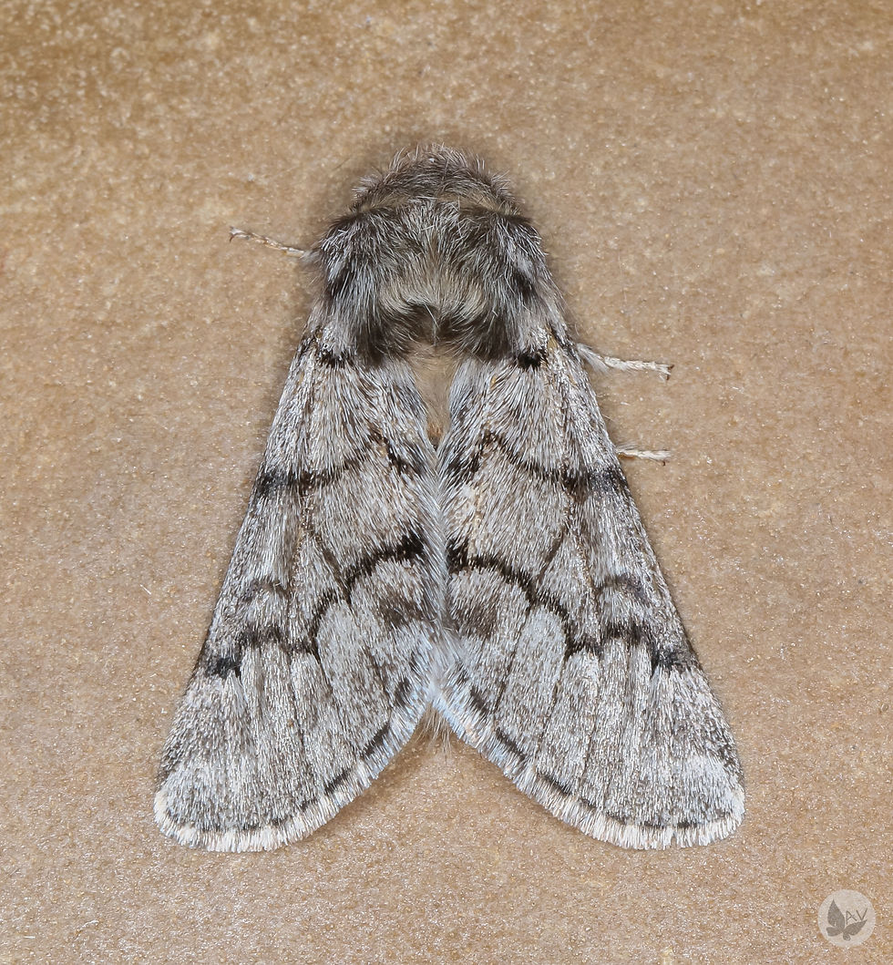 Thaumetopoea pityocampa