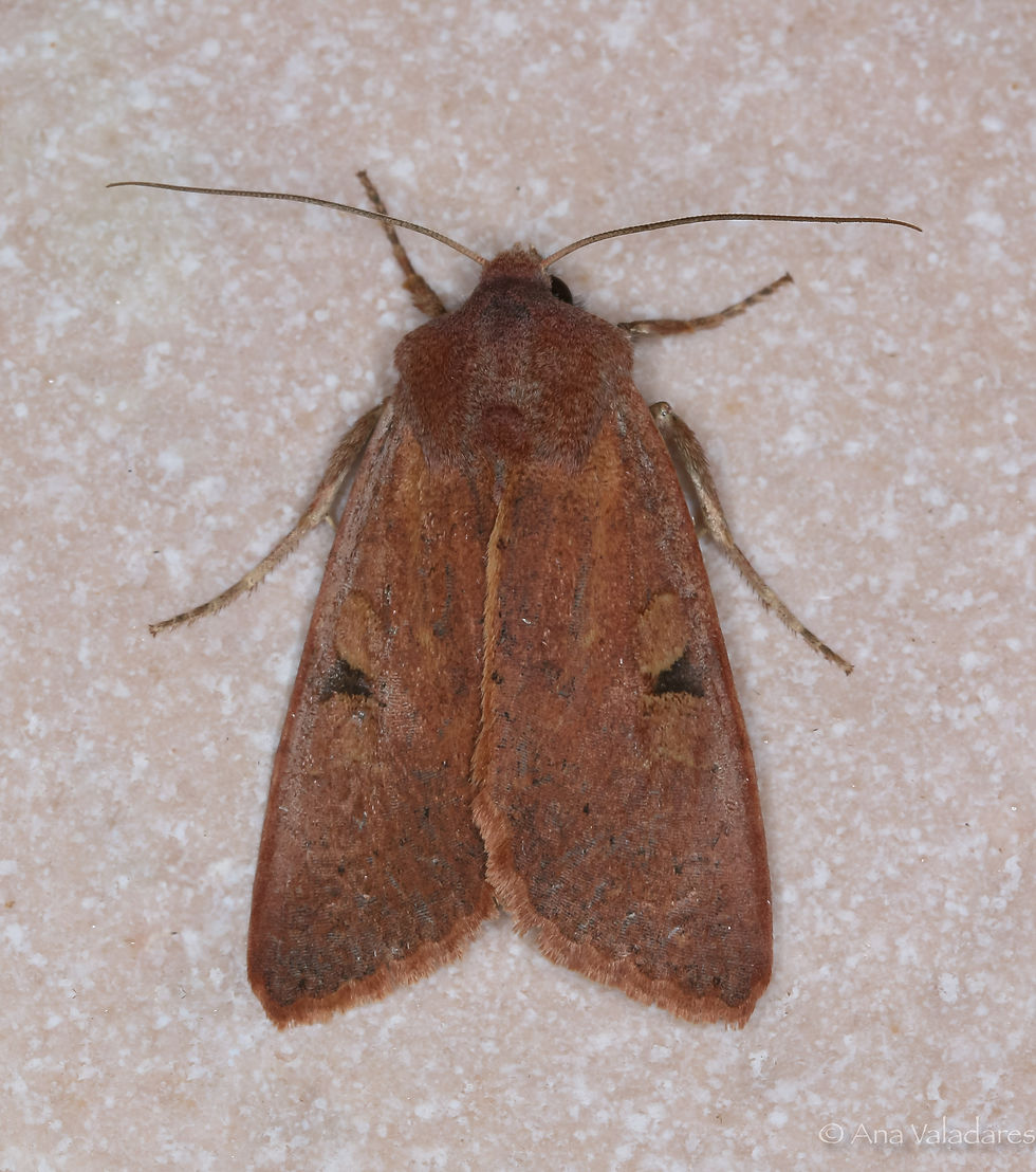 Ammopolia witzenmanni