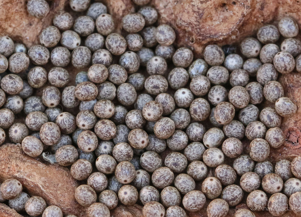 Lasiocampa quercus