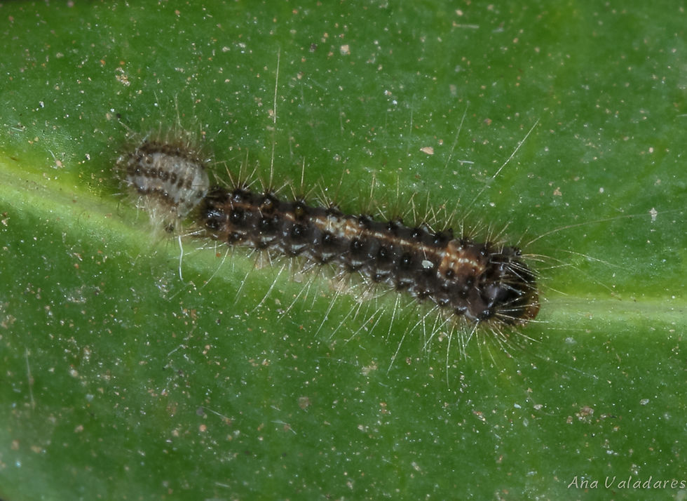 Ocneria atlantica