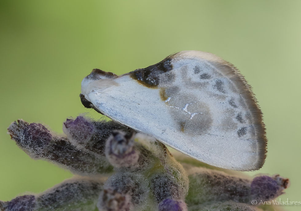 Cilix algirica