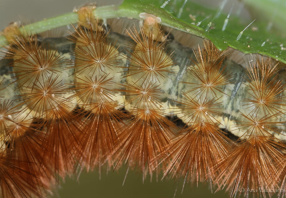 Spilarctia lutea