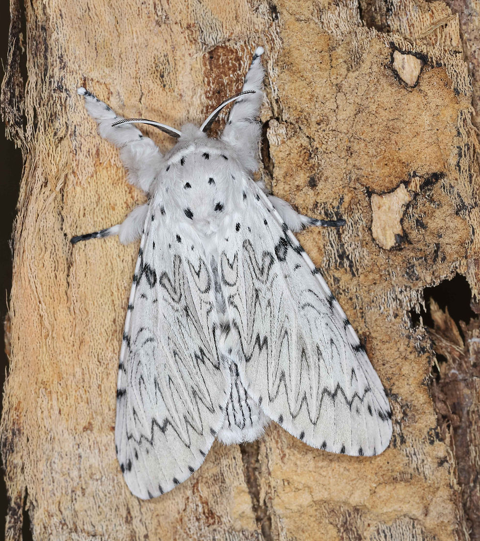Cerura erminea