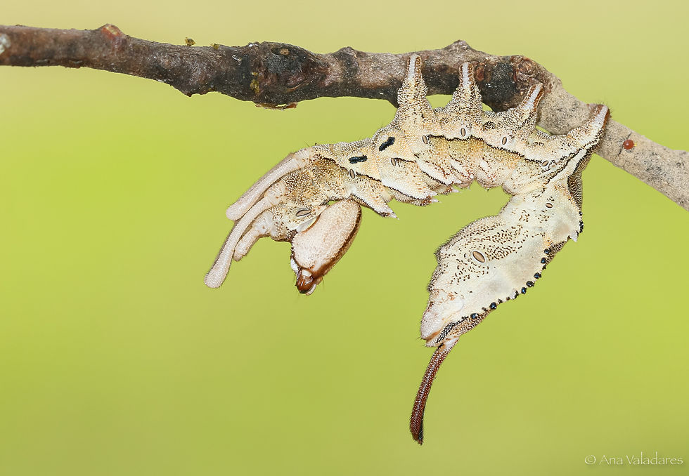 Stauropus fagi