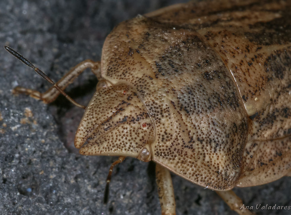 Eurygaster austriaca