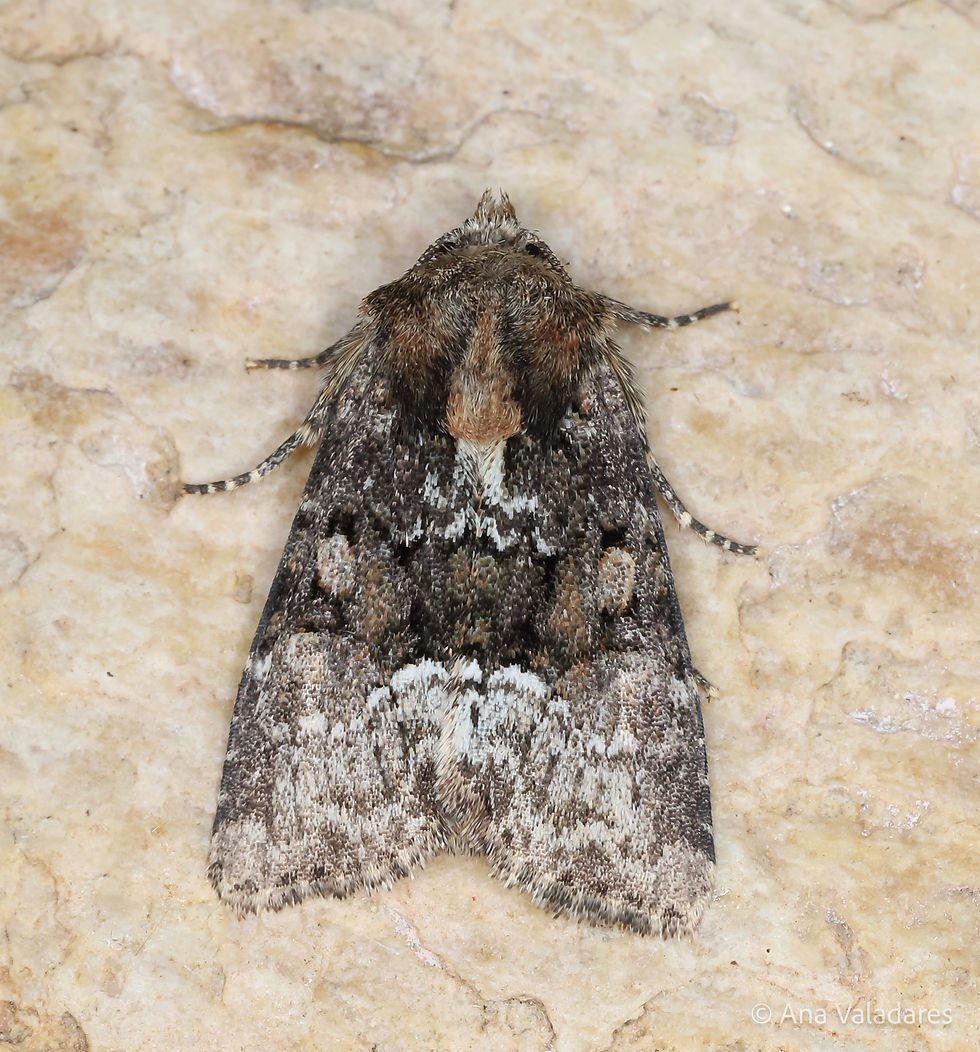 Oligia sp.