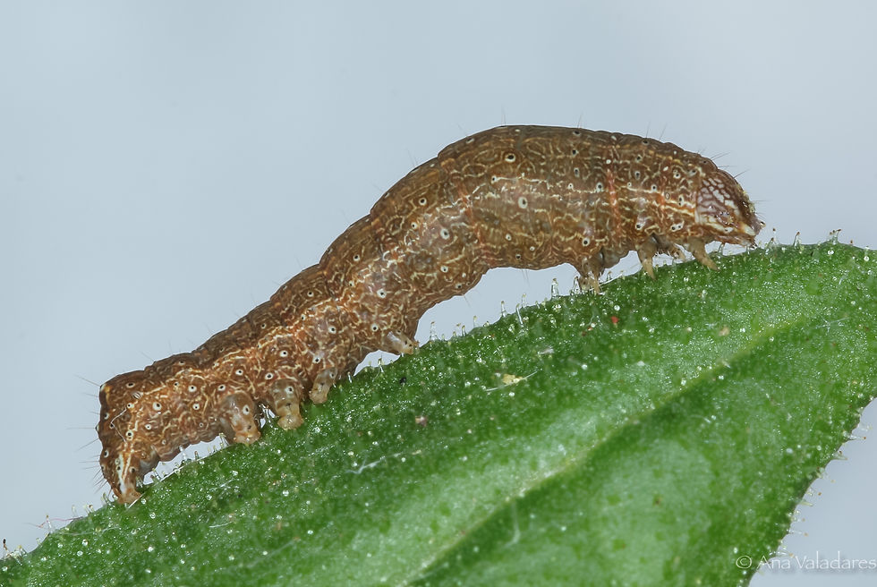 Condica viscosa