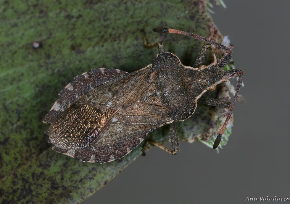 Enoplops bos