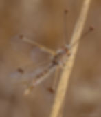 Deleproctophylla dusmeti (fêmea)