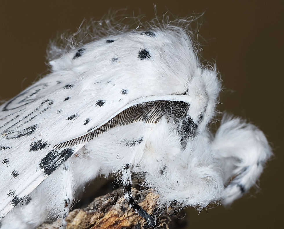 Cerura erminea
