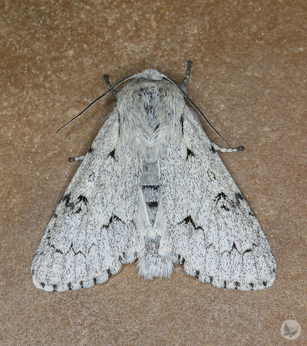 Acronicta leporina