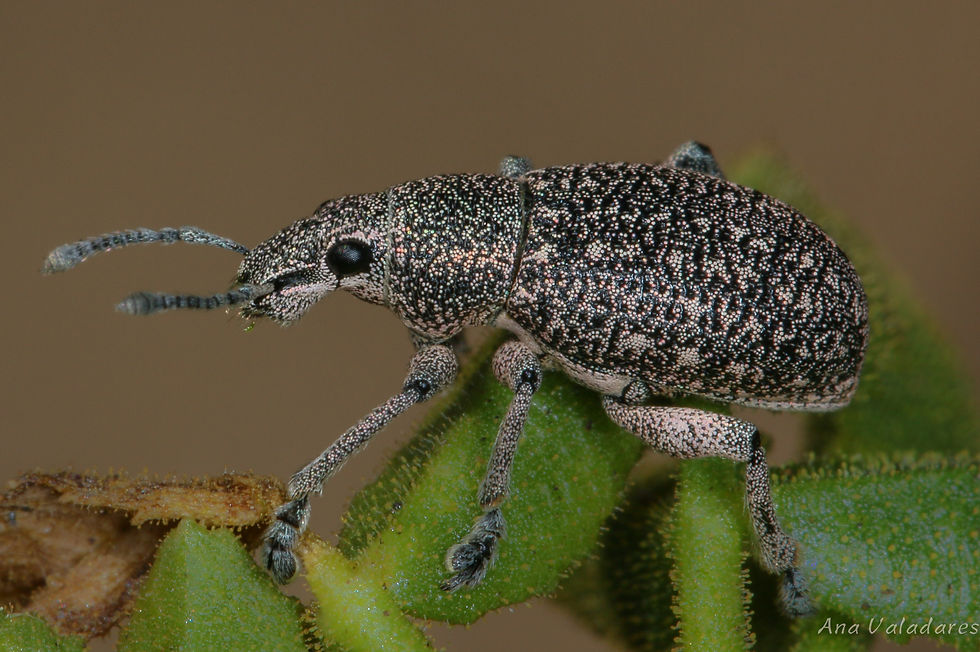 Entiminae sp.