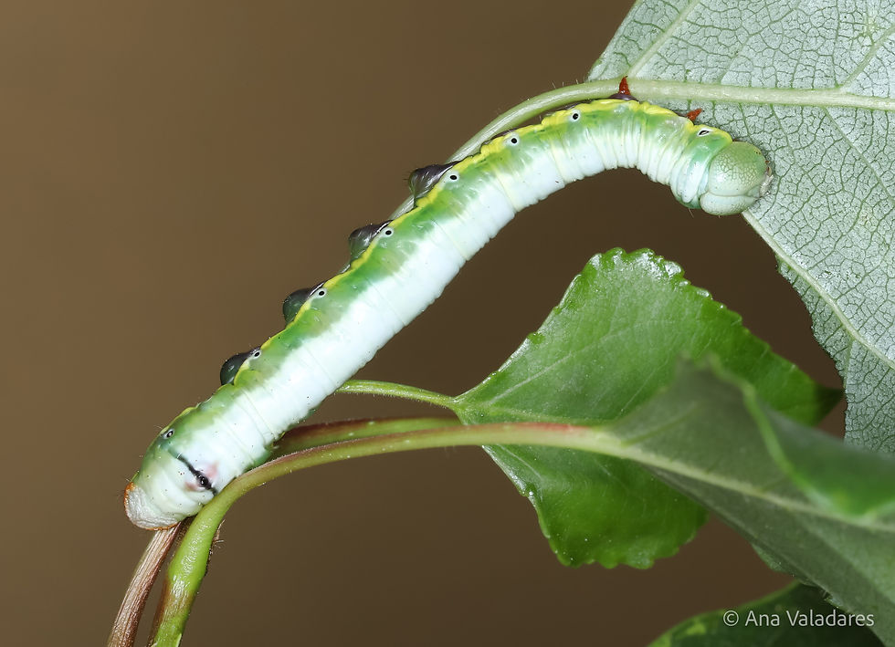 Pheosia tremula