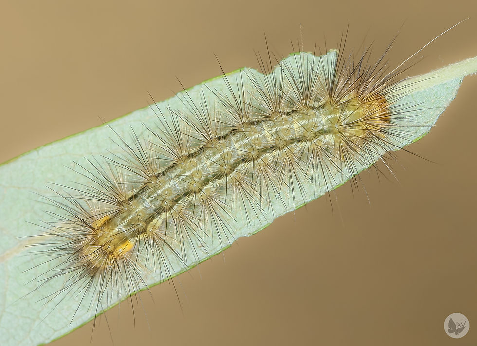 Spilarctia lutea