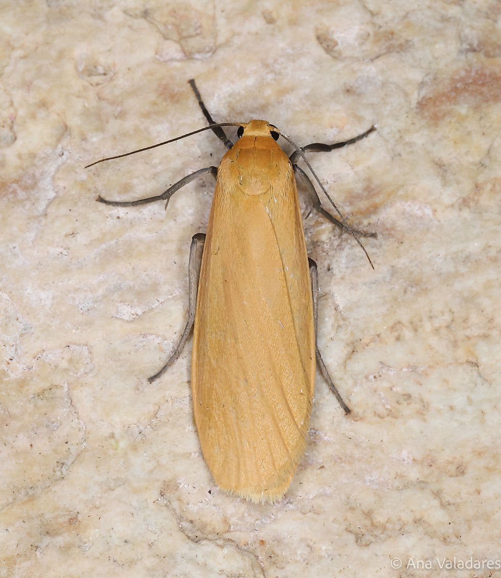 Eilema sororcula