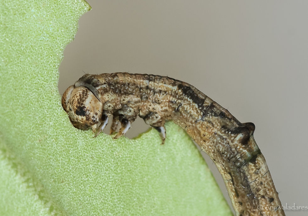 Menophra japygiaria