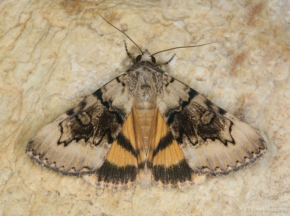 Catocala nymphagoga