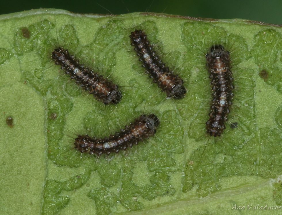 Ocneria atlantica