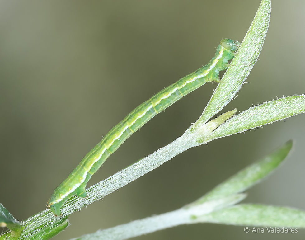 Chesias legatella