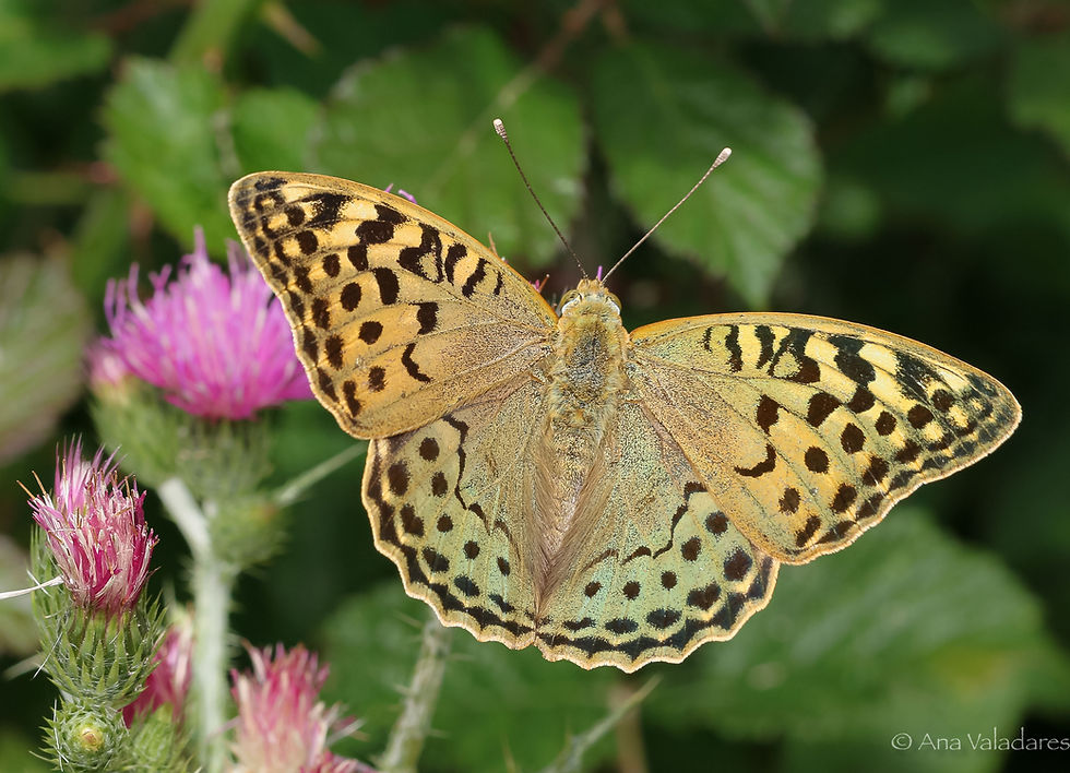 Argynnis pandora