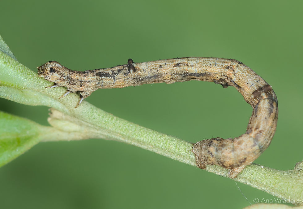 Menophra japygiaria