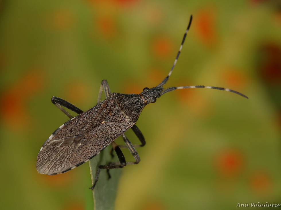Dicranocephalus marginicollis