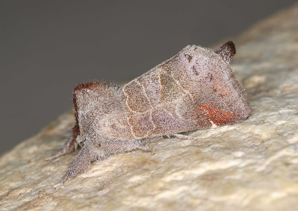 IClostera pigra