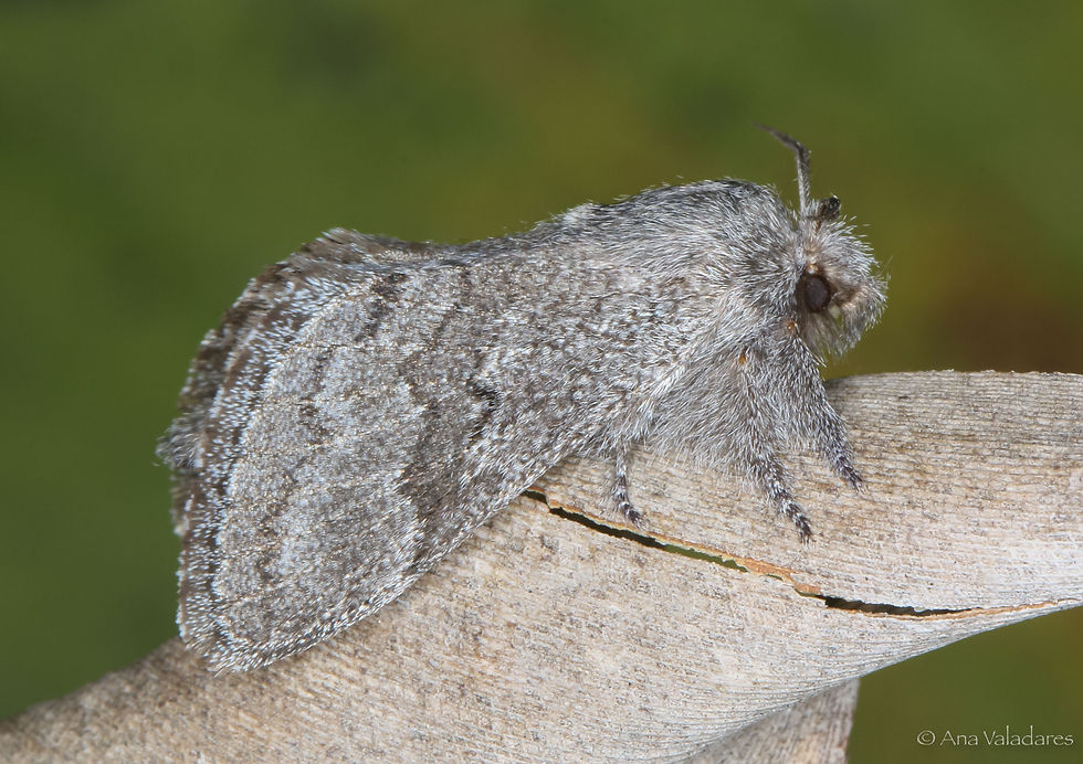 Trichiura ilicis