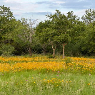 Field of yellow wildflowers in the Texas hill country, down the street from Talula mesa glamping resort in Marble Falls, Texas