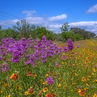 Purple lemon bee balm flowers grow tall above a large patch of yellow and red Mexican blanket flowers below a blue sky with white, puffy clouds along a road in the Texas hill country near Austin.