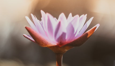 Blühender Lotus