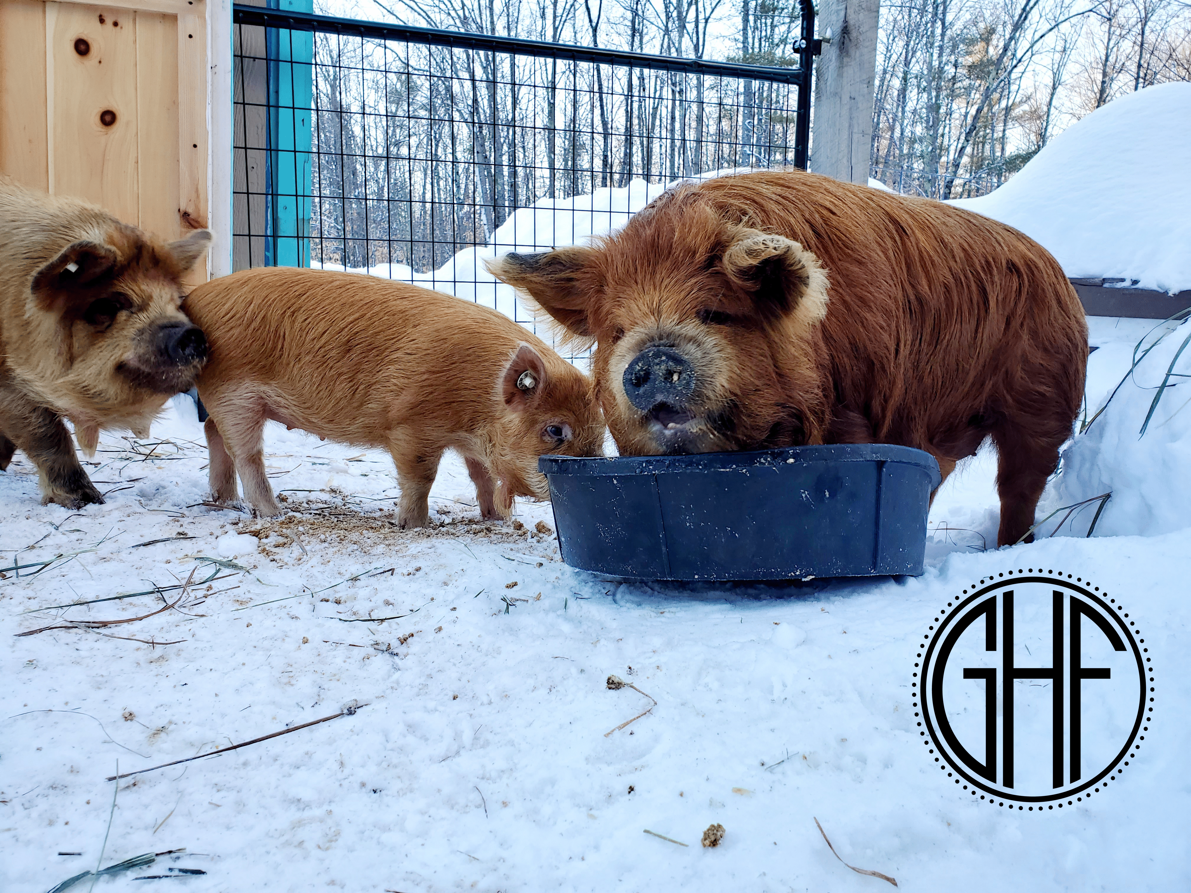 The pigs are here!