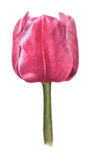 'Five things I wish I had known before I started botanical art.'