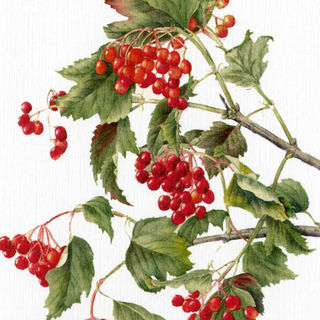 Guelder-rose Annie Morris