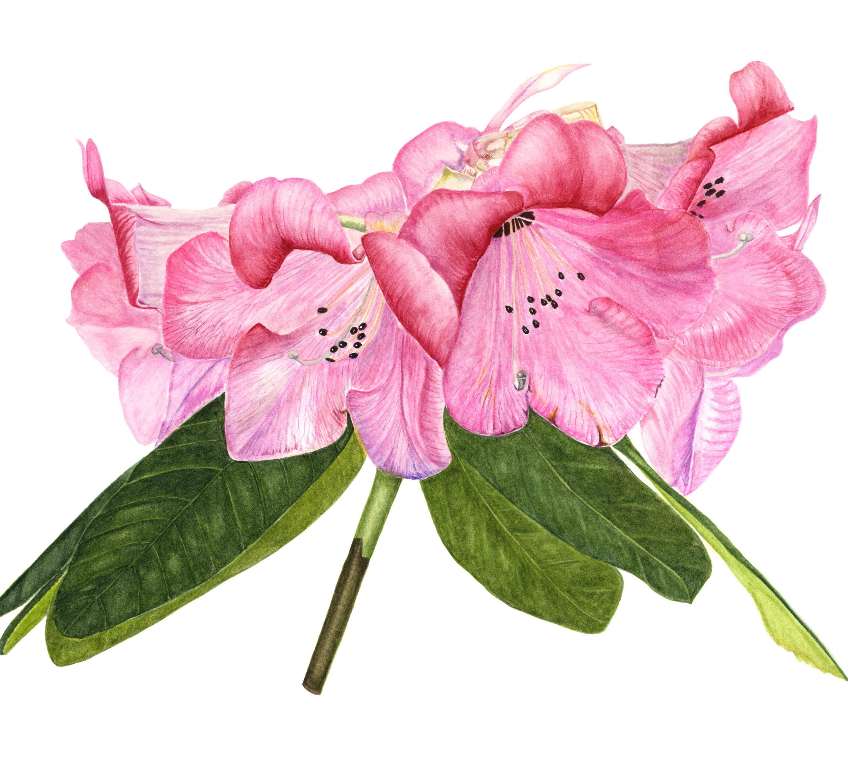 Rhododendron