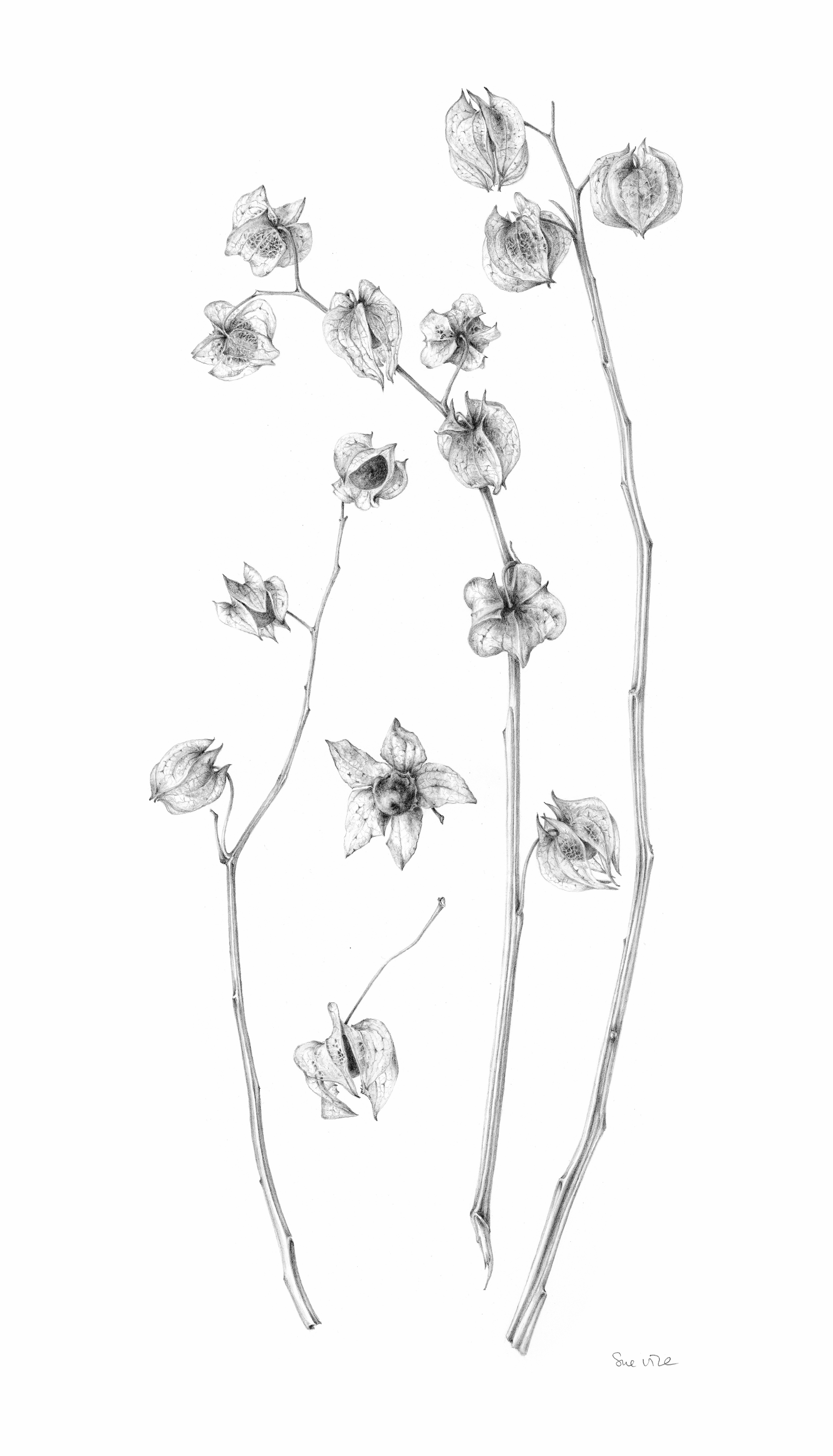 Shoofly