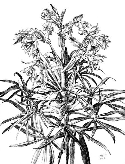Stinking Hellebore © Pamela Taylor
