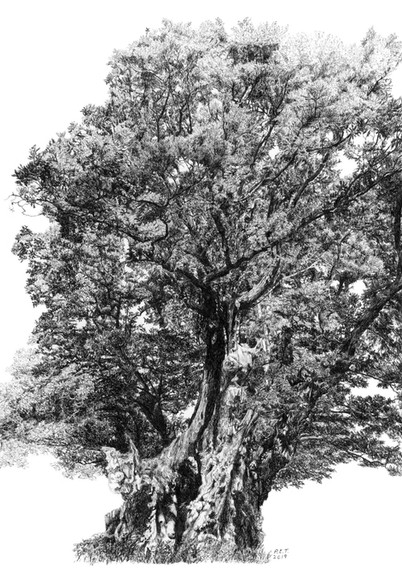 King Offa’s Oak © Pamela Taylor