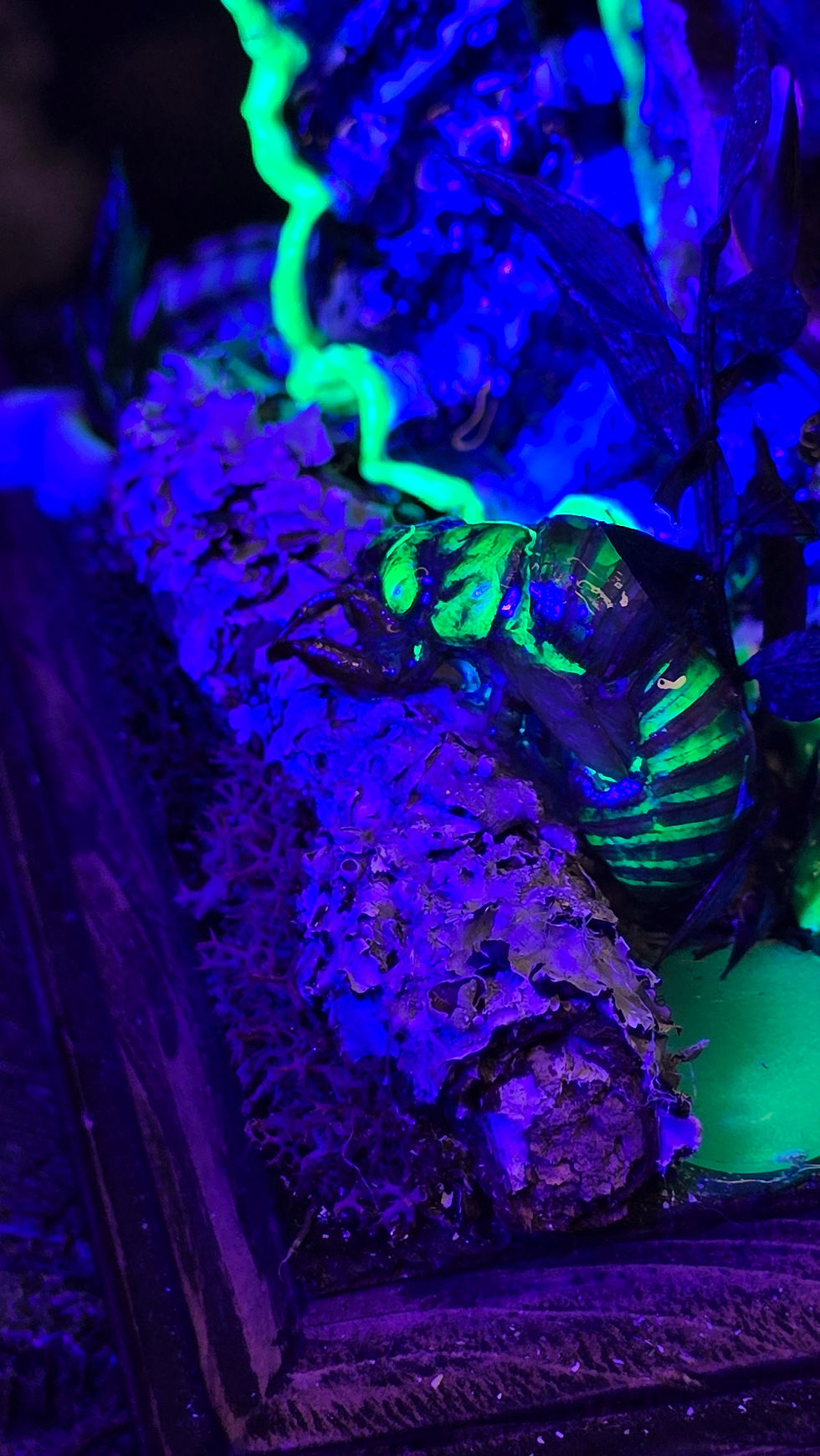 Thumbnail: Sneetle Gooz