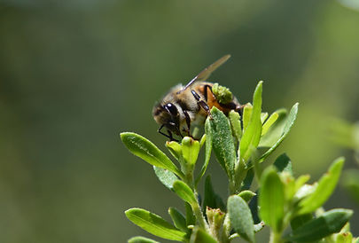 killerbee1.jpg