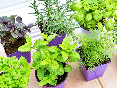 The Rise of Herbal Wellness & Advocacy for Holistic Self-Care
