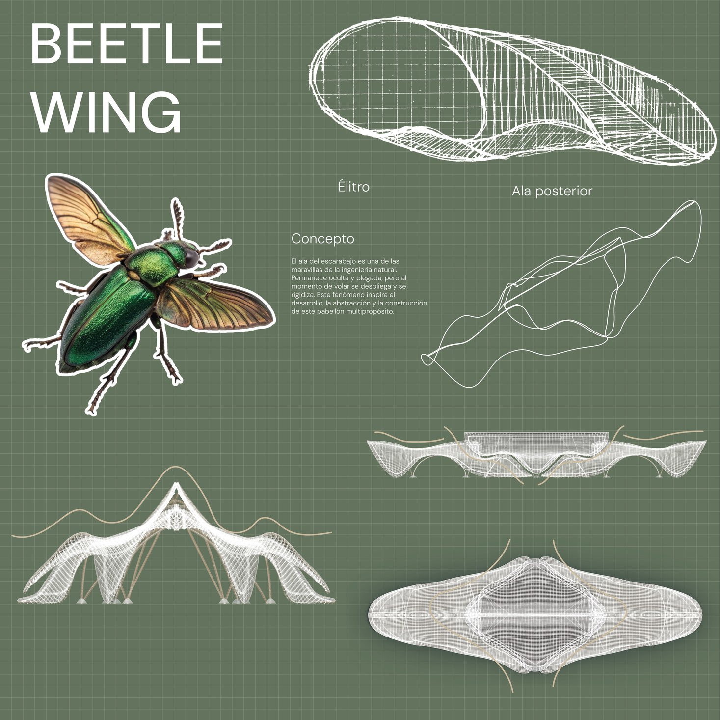 Beetle Wing